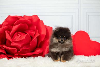 Spitz pomerania b&t