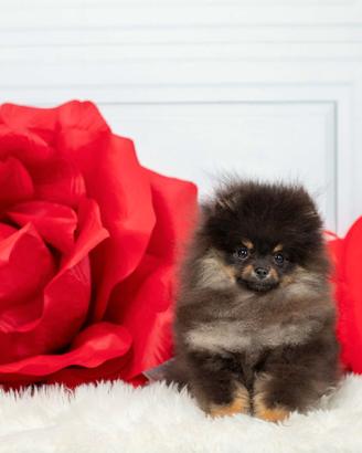 Spitz pomerania b&t