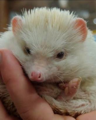 Porcospino bianco