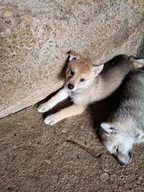 Cuccioli cane lupo cecoslovacco