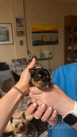 Cuccioli di Yorkshire Terrier