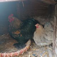 Coppia cocincina nana