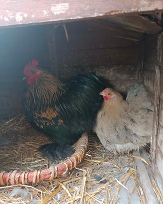 Coppia cocincina nana
