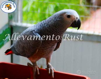 Pappagallo Cenerino (Psittacus erithacus)
