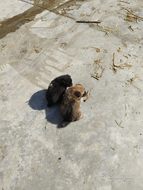 Volpini Spitz Maschi