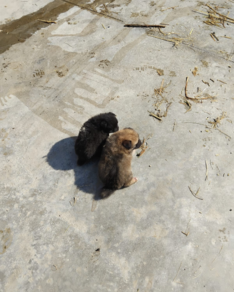 Volpini Spitz Maschi