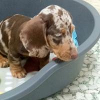 Cucciola di bassotto choco/merle