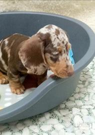 Cucciola di bassotto choco/merle