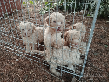 Cuccioli lagotto romagnolo