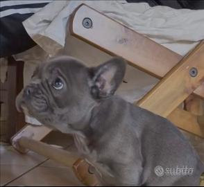 Cuccioli di bulldog francese
