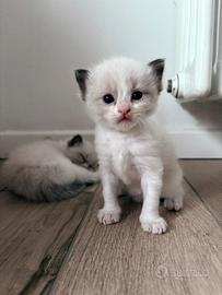 Gattini Ragdoll con pedigree