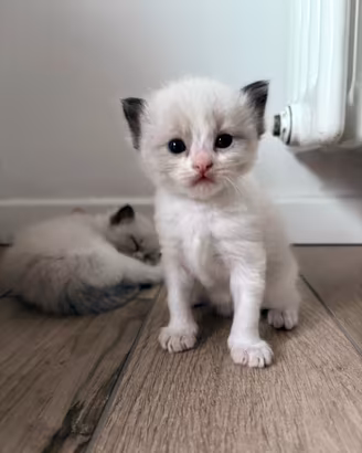 Gattini Ragdoll con pedigree
