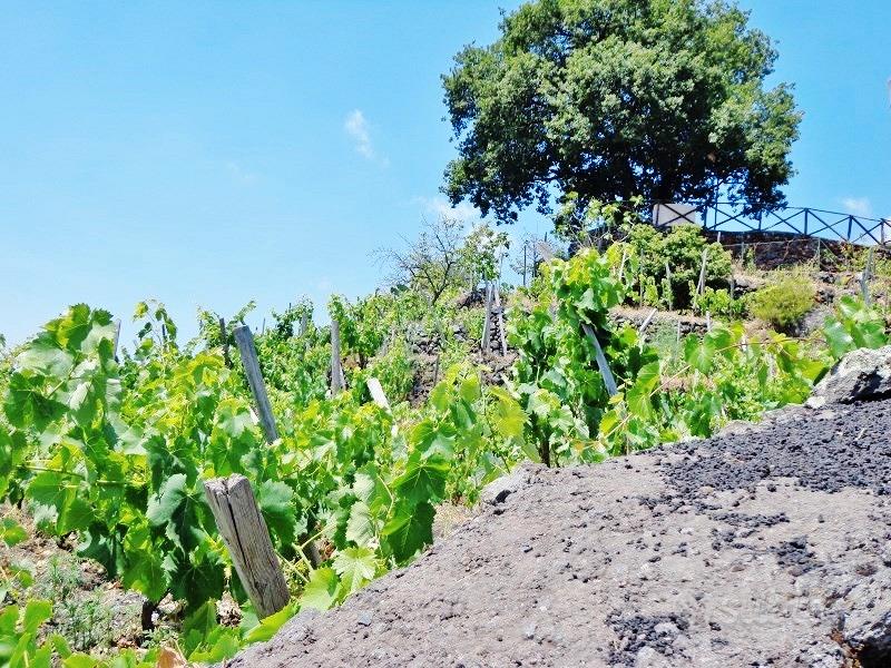 Rustico+2500mqTerreno accanto Villa FrancoBattiato - Altro