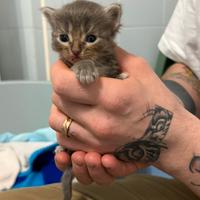 Cuccioli Scottish Straight