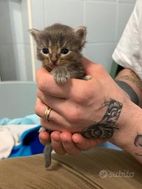 Cuccioli Scottish Straight