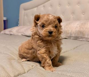 Cucciola di Maltipoo