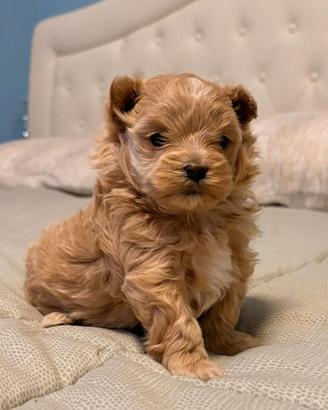 Cucciola di Maltipoo