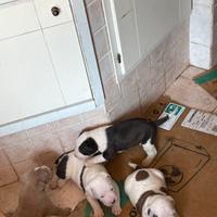 Pit Bull UKC Black Nose Red Nose