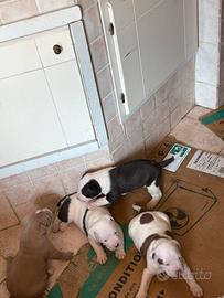 Pit Bull UKC Black Nose Red Nose