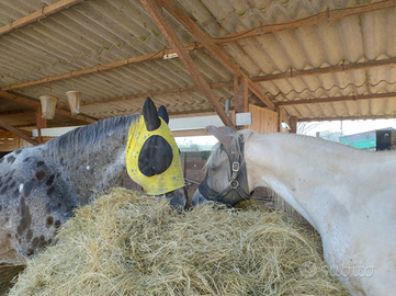 Cascina/rustico con terreno