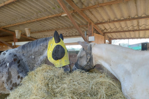 Cascina/rustico con terreno