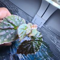 piante begonia Negrosensis x Chlorosticta