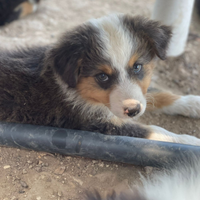 Australian Shepherd - Pastore Australiano