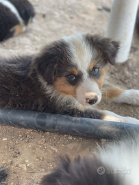 Australian Shepherd - Pastore Australiano