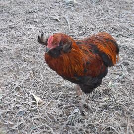 Gallo gallina