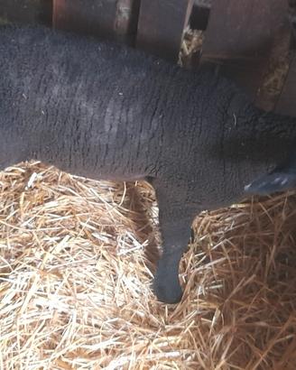 Agnello