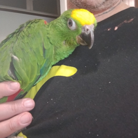 Pappagalli amazzoni da produzione anche in cambio