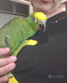 Pappagalli amazzoni da produzione anche in cambio