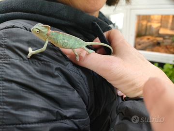 Camaleonte baby