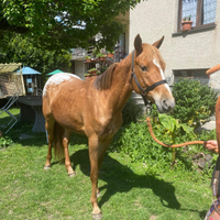 Puledra appaloosa 3 anni