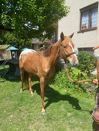 Puledra appaloosa 3 anni