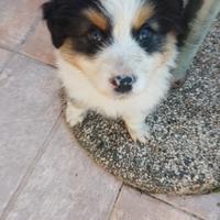 Cuccioli di pastore australiano/black tricolore