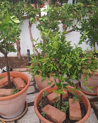 alberi di agrumi 