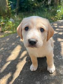 Cuccioli di 2 mesi
