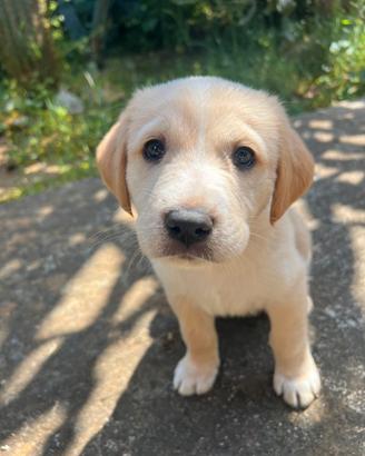 Cuccioli di 2 mesi