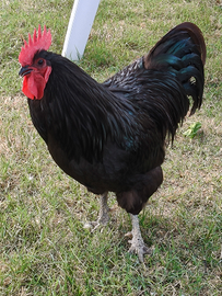 Coppia di australorp nero