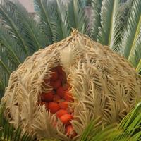 cicas piante 
