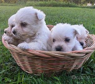 West Highland White Terrier