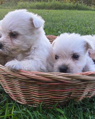 West Highland White Terrier
