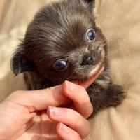 Chihuahua cucciola femmina blu a pelo lungo