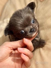 Chihuahua cucciola femmina blu a pelo lungo