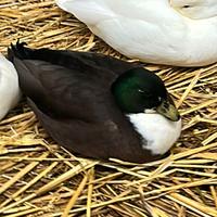 Anatra nana (call duck)