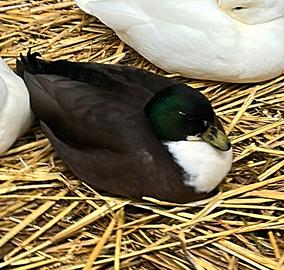 Anatra nana (call duck)