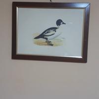 Coppia quadri con uccelli