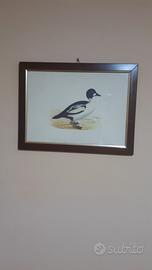 Coppia quadri con uccelli