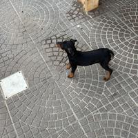 Cuccolata pinscher